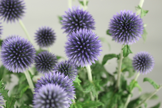 ルリタマアザミ ベッチスブルー | FLORE21 ルリタマアザミ ベッチスブルー | FLORE21